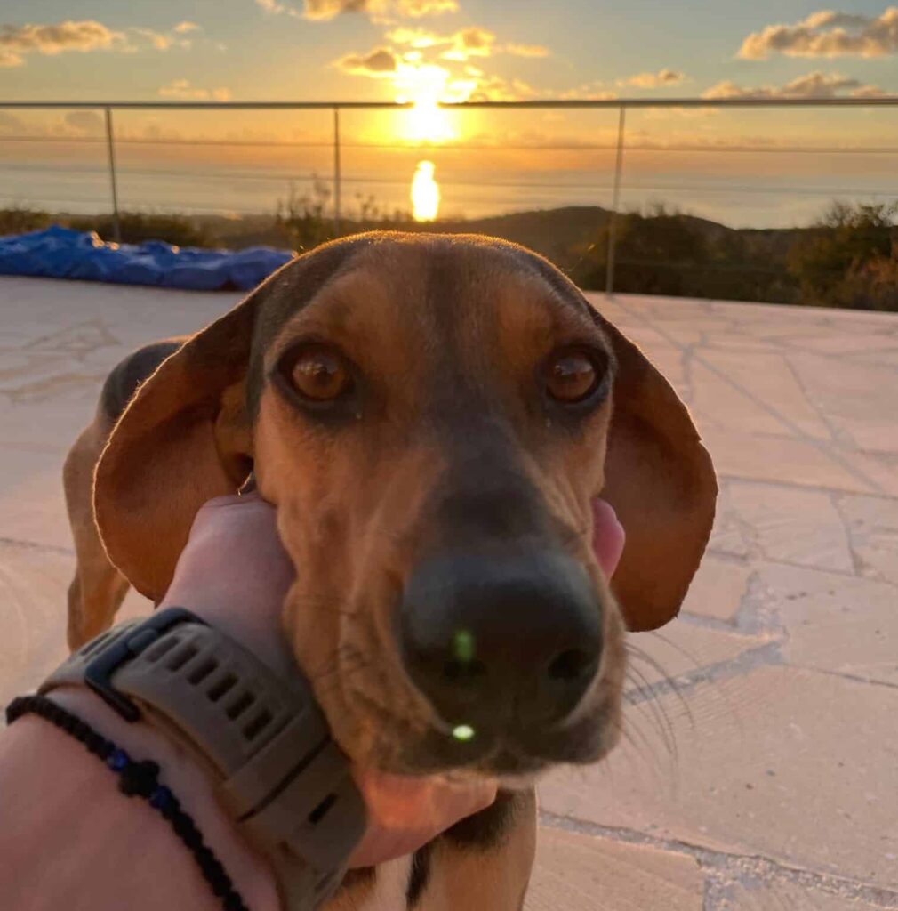 Hund nach Zypern mitnehmen